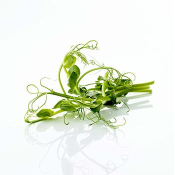 Petit pois vert