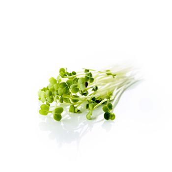 BB Brocoli