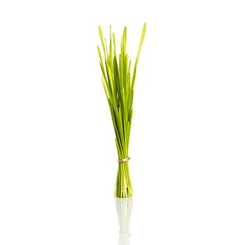 Herbe de blé