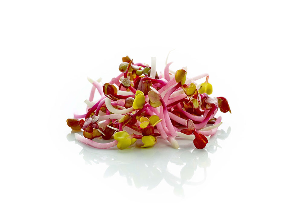Radis rose