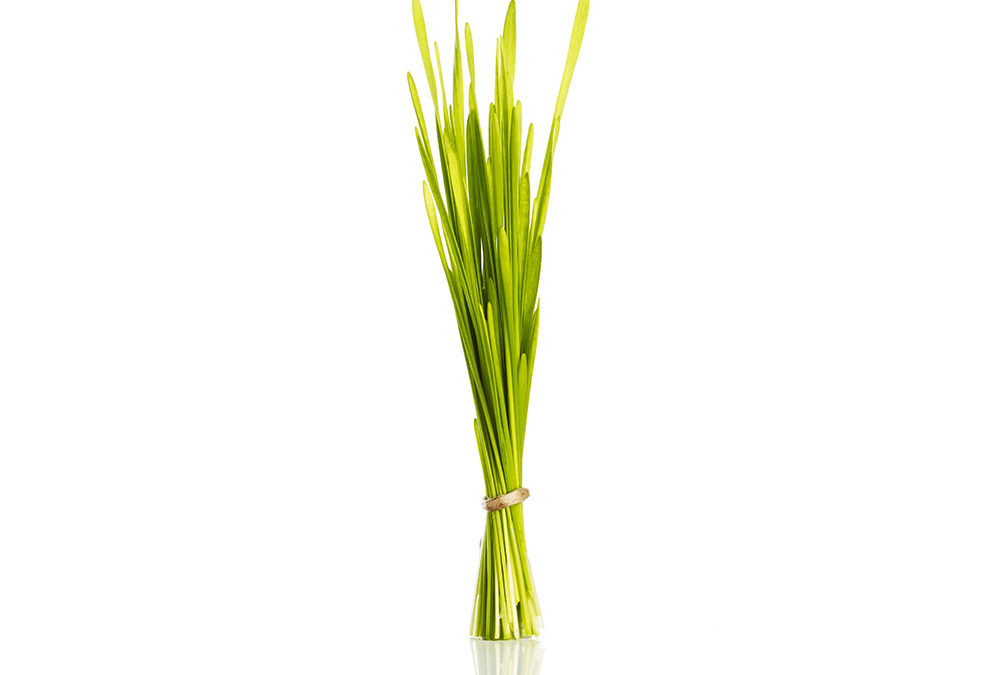 Herbe de blé